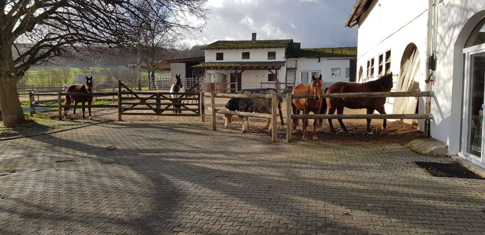 Pferde auf einer Koppel, Weilborner Hof UG
